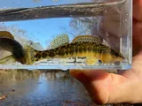 Bronze Darter, photographed in Tennessee