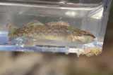 Redspot Darter, photographed in Mississippi