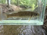 Tonguetied Minnow, photographed in Ohio