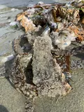 Pacific Herring, photographed in British Columbia