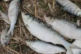 Skipjack Shad, photographed in Tennessee