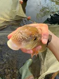 Golden Redhorse, photographed in Ohio