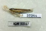 Ironcolor Shiner, photographed in North Carolina