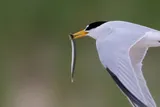 American Sand Lance, photographed in Massachusetts