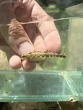 Cherry Darter, photographed in Tennessee