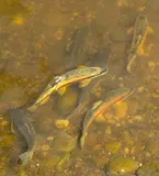 Longnose Sucker, photographed in Alberta
