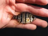 Blackbanded Sunfish, photographed in New Jersey