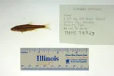 Rainbow Shiner, photographed in Georgia
