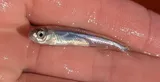 Emerald Shiner