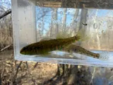 Banded Darter, photographed in Ohio
