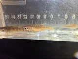 Mountain Redbelly Dace, photographed in Virginia