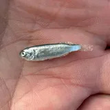 Silver Mullet, photographed in Georgia