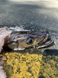 North Pacific Hake, photographed in British Columbia