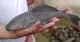 Amazon Sailfin Catfish