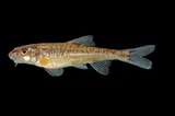 Speckled Chub, photographed in New Mexico