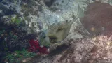Trunkfish, photographed in Rio Grande do Norte