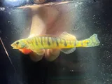 Ozark Logperch, photographed in Missouri