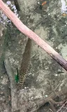 Florida Gar, photographed in Florida