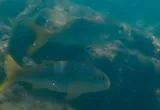 Mexican Goatfish, photographed in Puntarenas