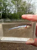 Rosyface Shiner, photographed in Ohio