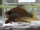 Dwarf Livebearer, photographed in Florida