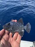 Rough Triggerfish