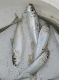 Bluestripe Herring, photographed in Hawaii
