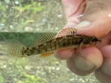 Barcheek Darter, photographed in Kentucky