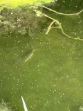 Walking Catfish, photographed in Florida