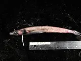 Scaly Waryfish, photographed in British Columbia