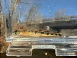 Saddleback Darter, photographed in Tennessee