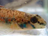 Speckled Darter, photographed in Alabama