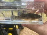 Mummichog, photographed in Georgia