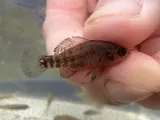 Everglades Pygmy Sunfish, photographed in Florida