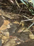 Speckled Dace, photographed in Arizona