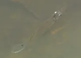 Piketop Minnow, photographed in Florida