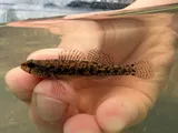 Carolina Darter, photographed in North Carolina