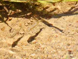 Blotched Gambusia, photographed in Durango