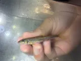 Mobile Chub, photographed in Alabama
