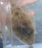 Summer Flounder, photographed in North Carolina