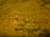Glassy Darter, photographed in North Carolina