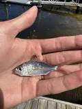 Tidewater Mojarra, photographed in Florida