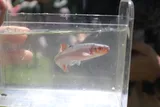 Rosefin Shiner, photographed in Virginia