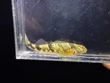 Blenny Darter, photographed in Alabama