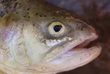 Gila Trout, photographed in Arizona