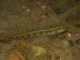 Goldline Darter, photographed in Alabama