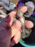Shimofuri Goby, photographed in California