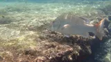Dog Snapper, photographed in Rio Grande do Norte
