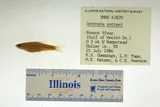 Chub Shiner, photographed in Texas