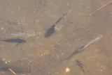 Diamond Killifish, photographed in Florida